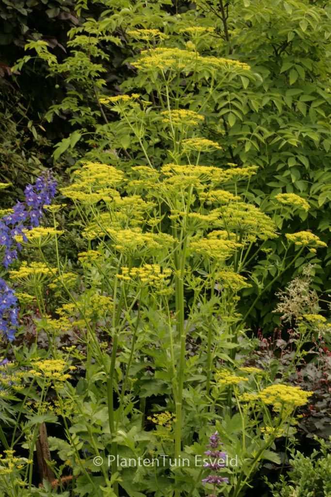 Levisticum officinale