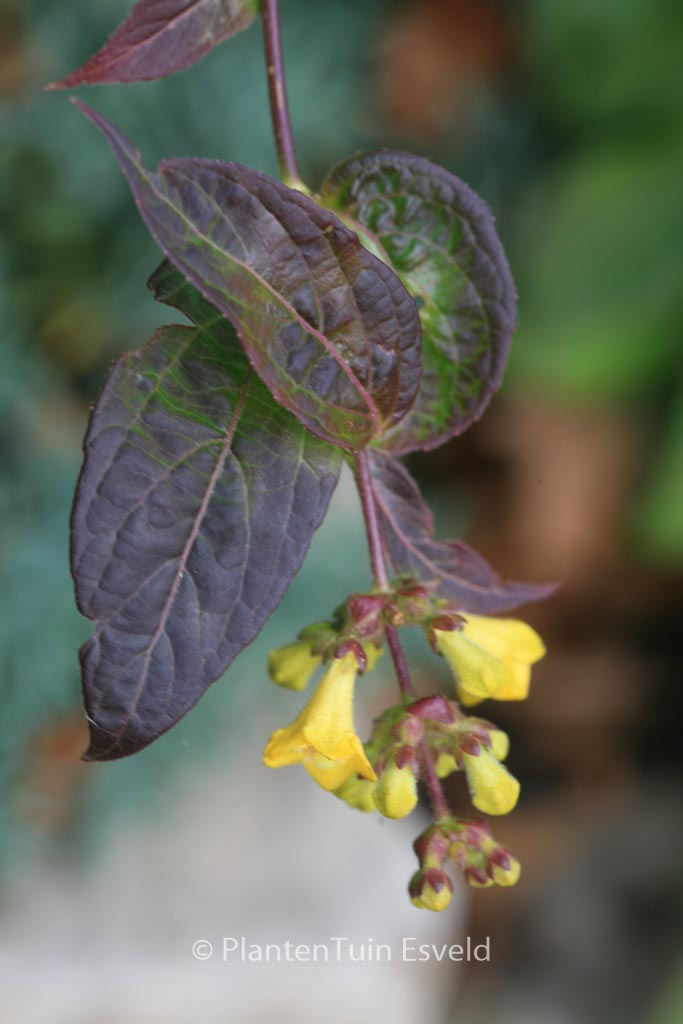 Leycesteria crocothyrsos