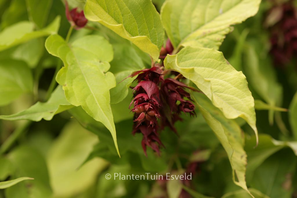 Leycesteria formosa ‚Notbruce‘ (GOLDEN LANTERN)