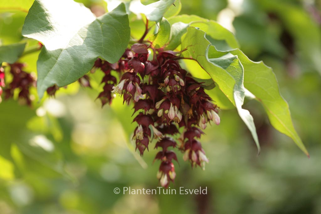 Leycesteria formosa ‚Purple Rain‘