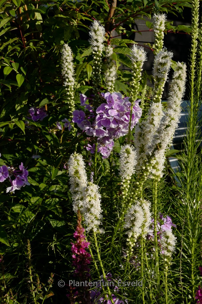 Liatris spicata ‚Alba‘