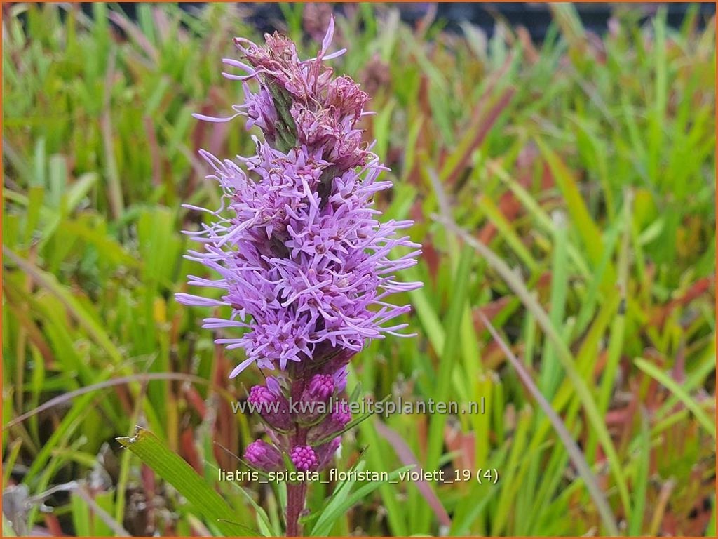 Liatris spicata ‚Floristan Violett‘