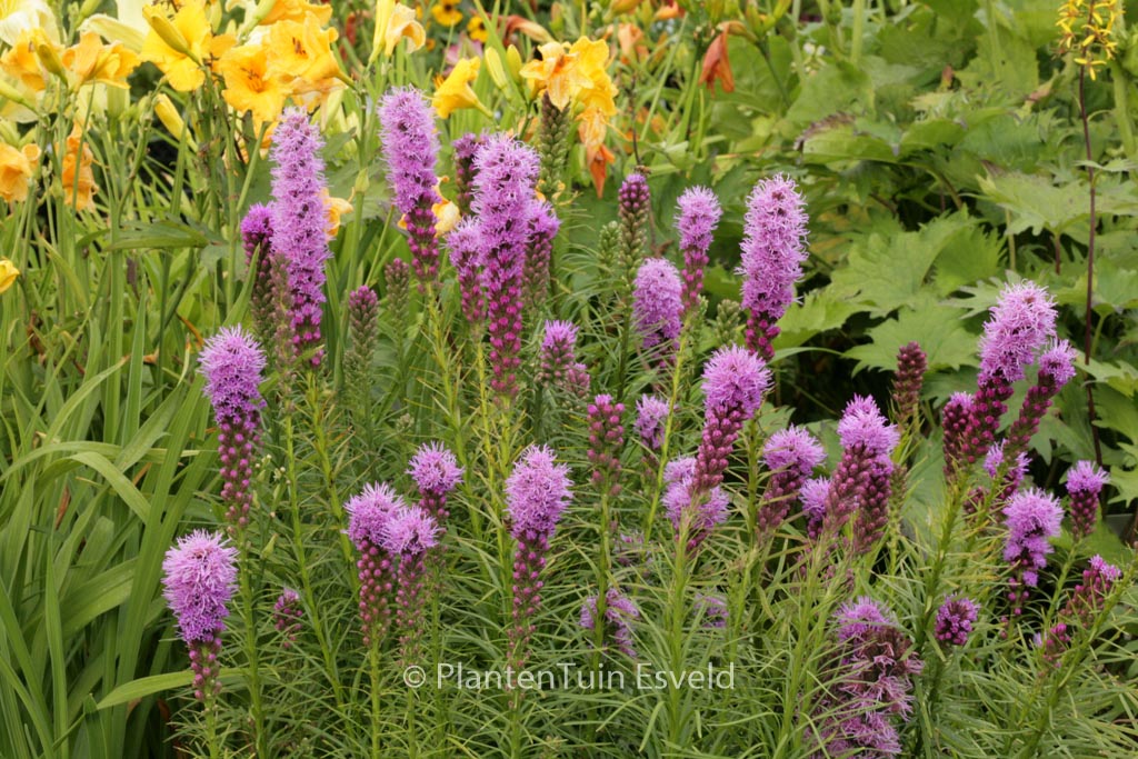Liatris spicata ‚Kobold‘