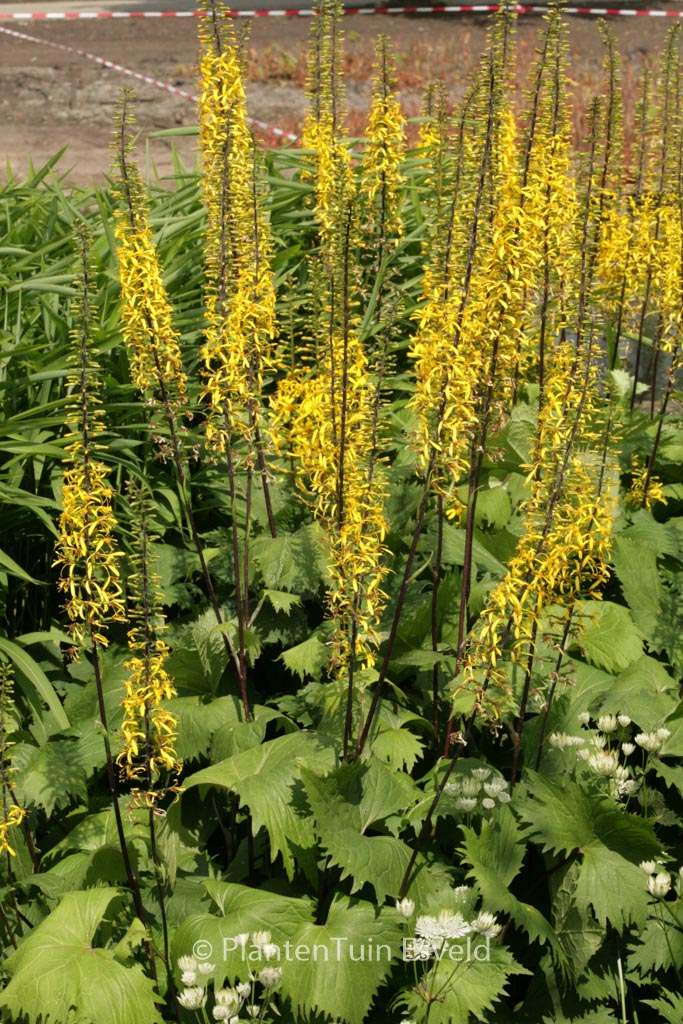 Ligularia ‚Little Rocket‘
