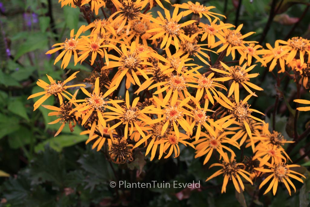 Ligularia ‚Osiris Fantaisie‘
