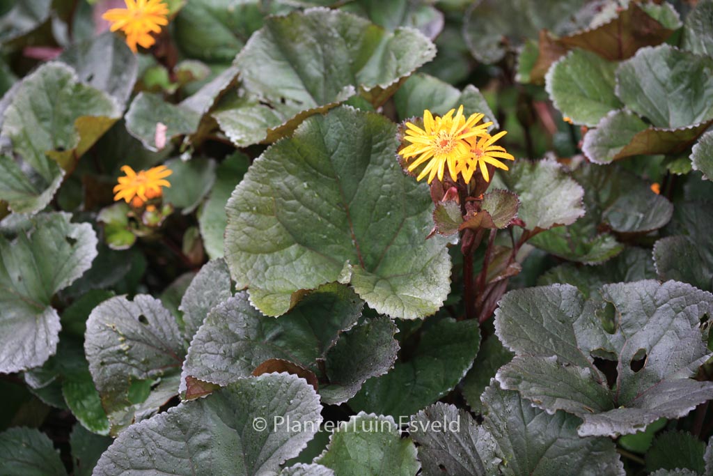 Ligularia dentata ‚Britt-Marie Crawford‘
