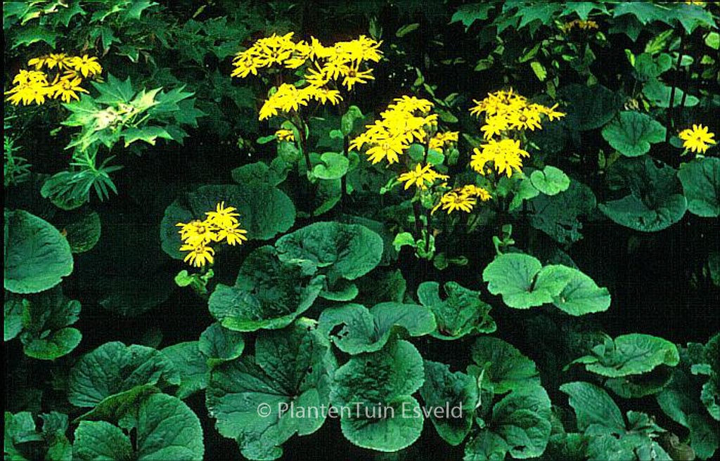 Ligularia dentata ‚Desdemona‘