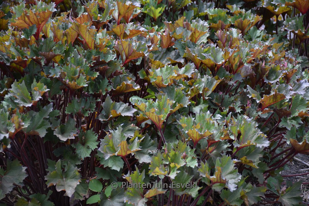 Ligularia dentata ‚Little Golden Ray‘