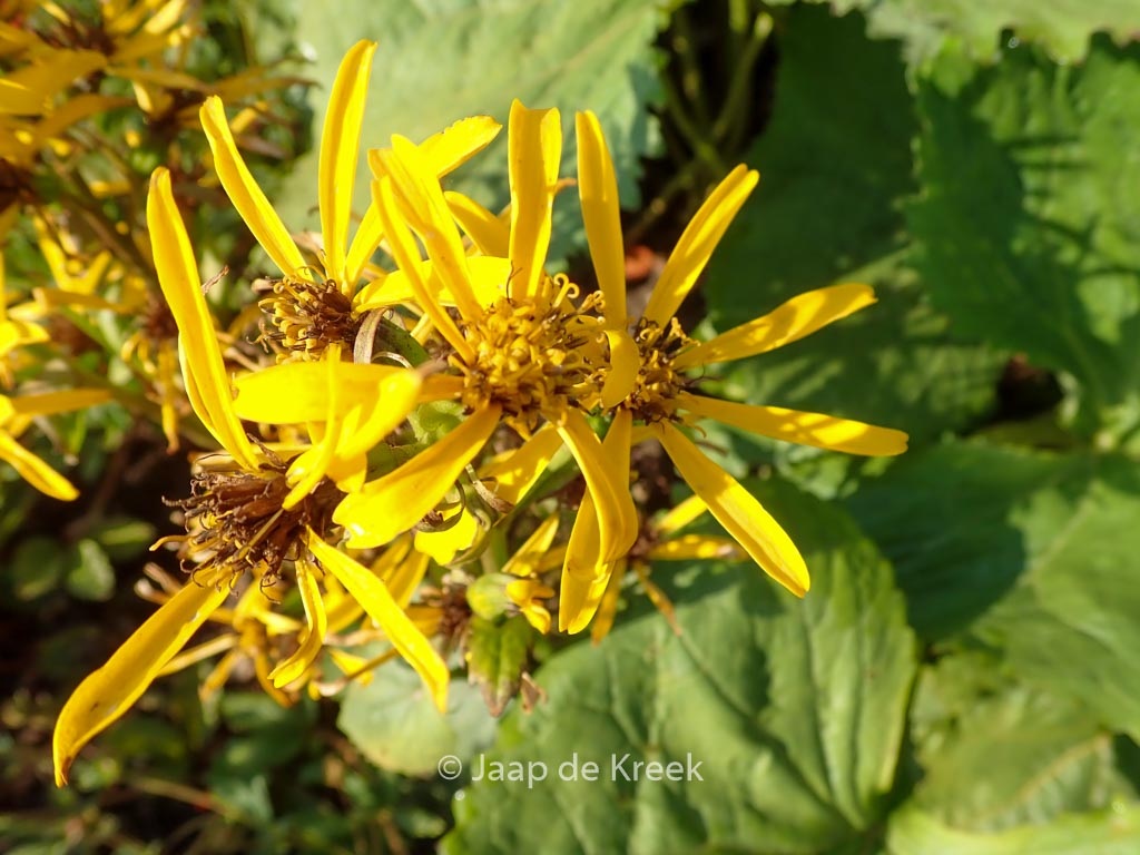Ligularia hessei ‚Gregynog Gold‘