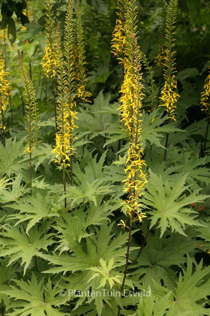 Ligularia przewalskii