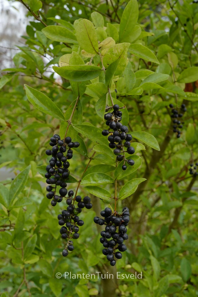 Ligustrum ‚Berry Boom‘