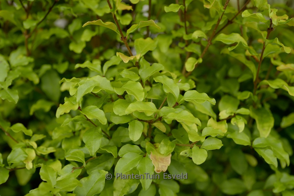 Ligustrum ‚Lemon Lime & Clippers‘