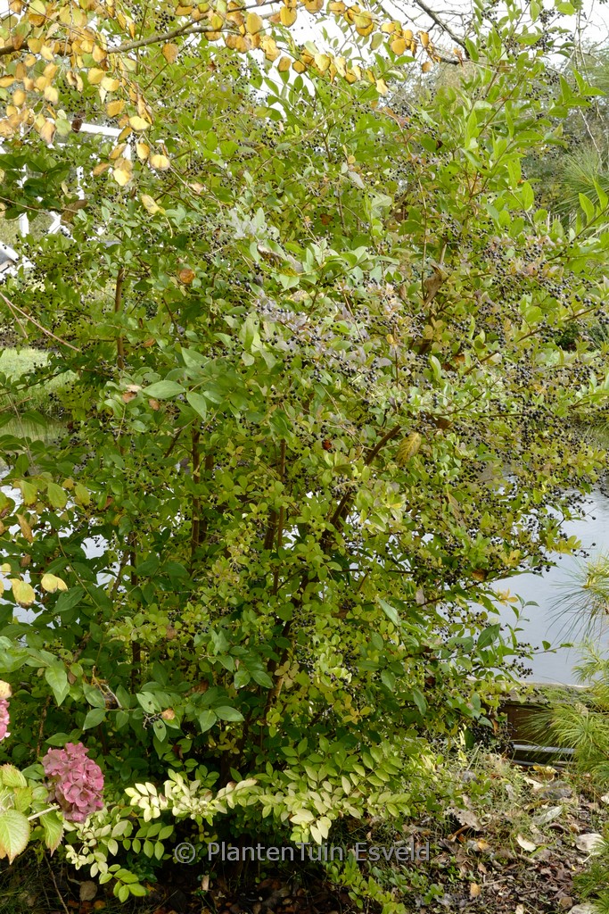 Ligustrum ‚Vicary‘