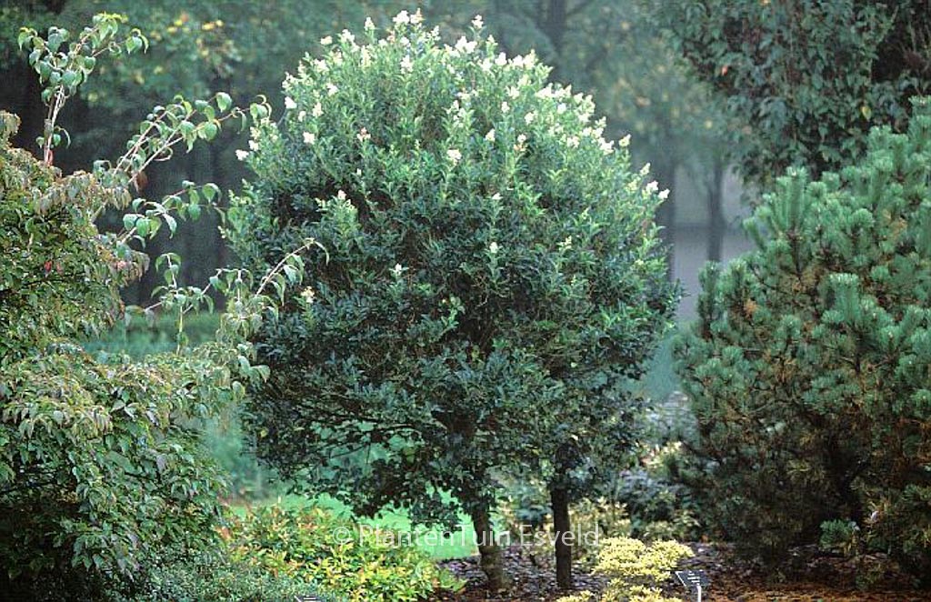 Ligustrum japonicum ‚Korean Dwarf‘
