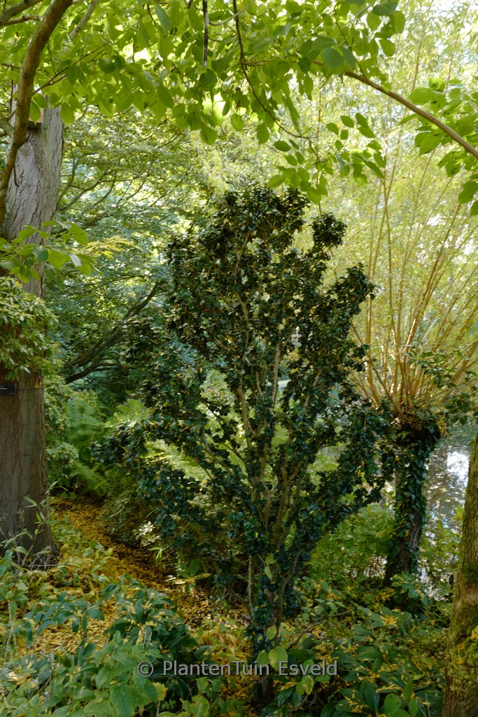 Ligustrum japonicum ‚Rotundifolium‘