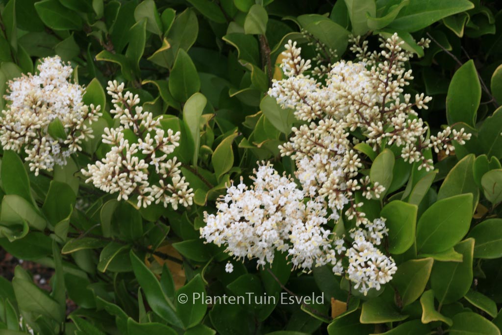 Ligustrum japonicum ‚Texanum‘