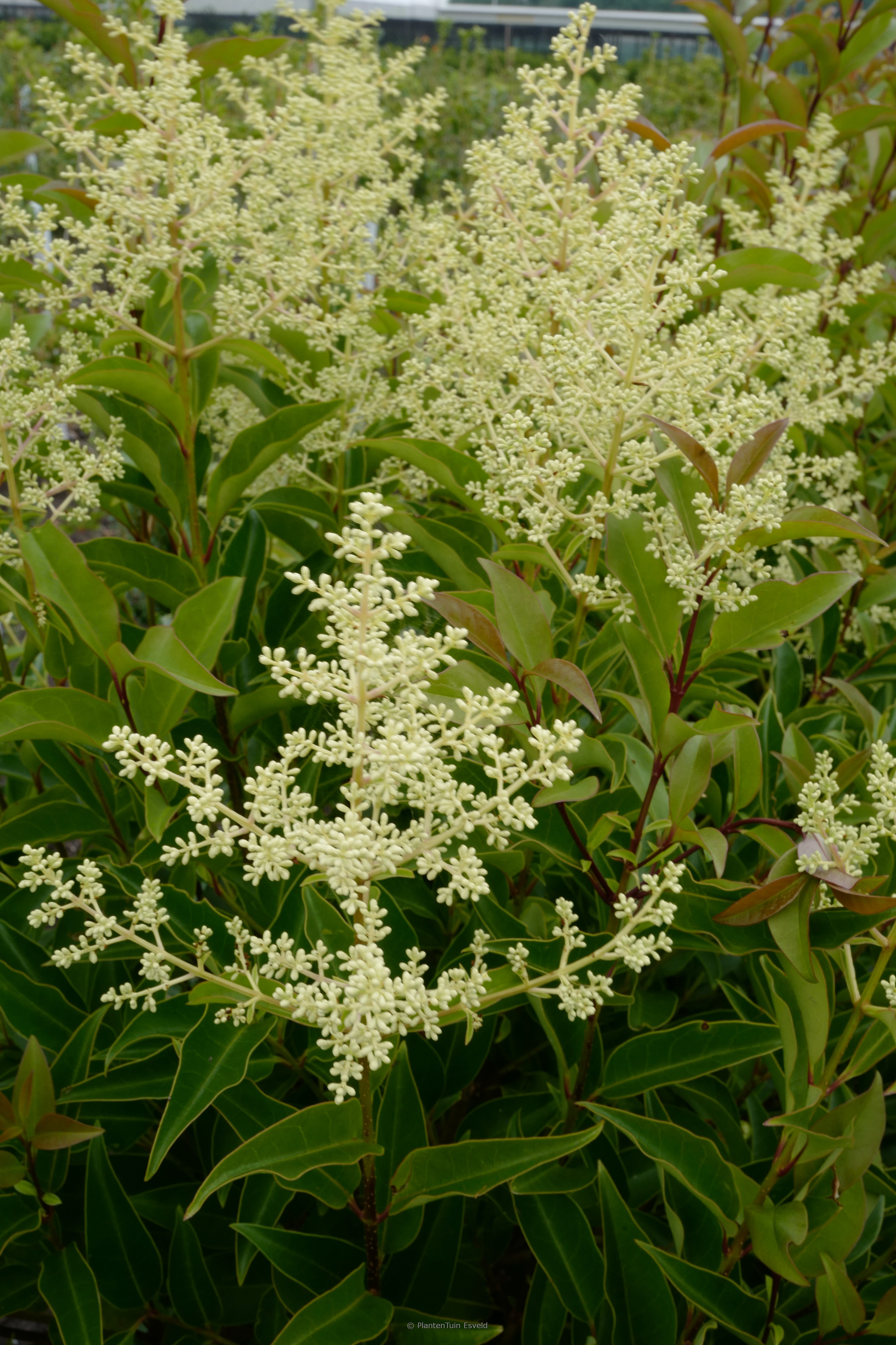 Ligustrum lucidum ‚Bokrascreen‘ (GREEN SCREEN