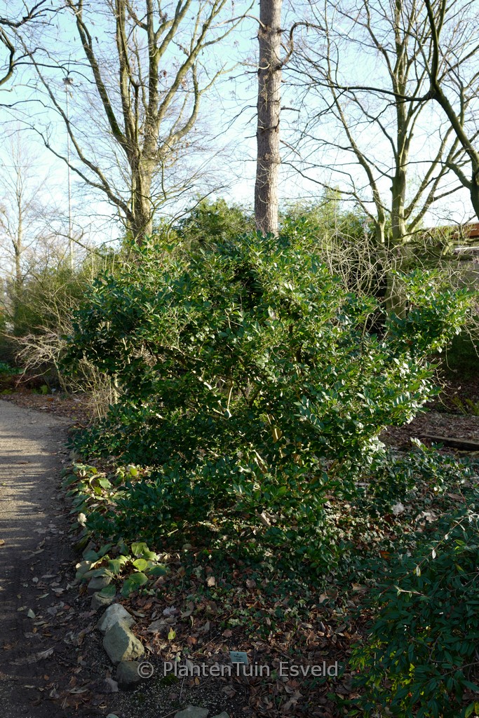 Ligustrum lucidum ‚Golden Wax‘