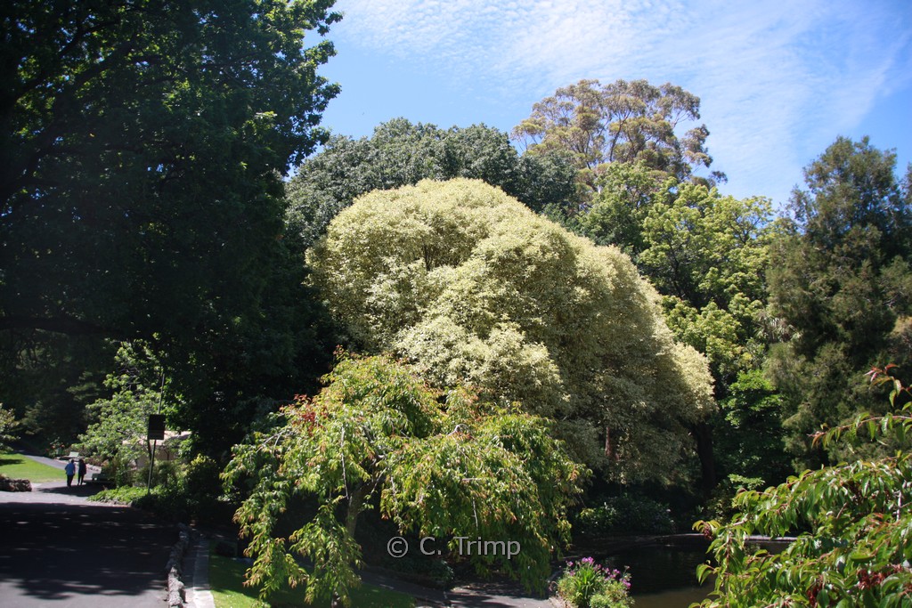 Ligustrum lucidum ‚Tricolor‘