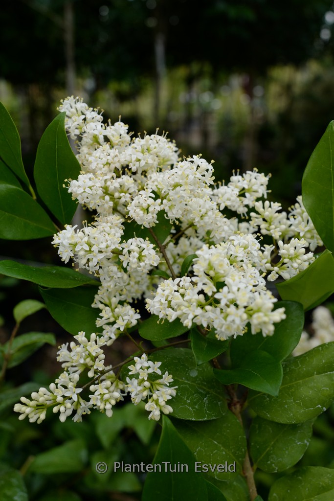 Ligustrum lucidum