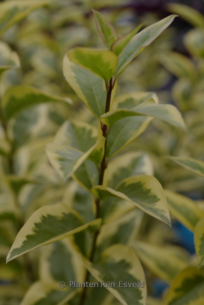 Ligustrum ovalifolium ‚Aureum‘
