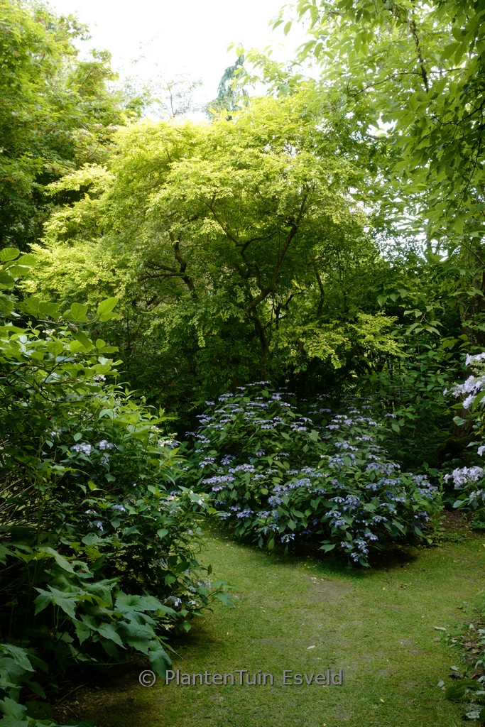 Ligustrum ovalifolium ‚Lemon and Lime‘