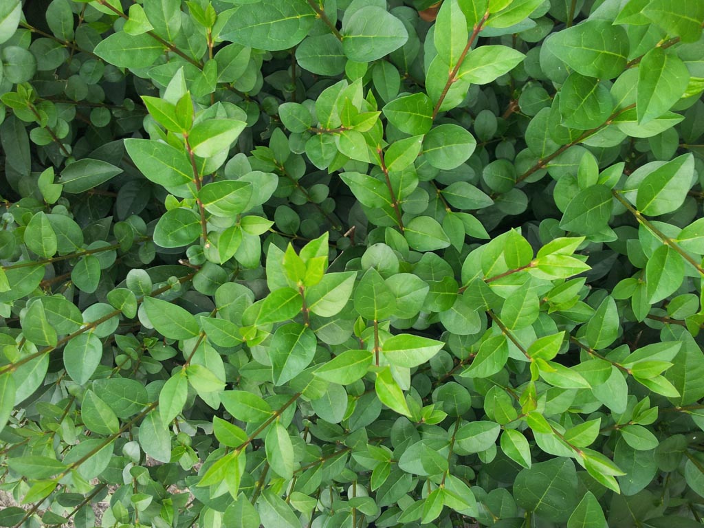 Ligustrum ovalifolium