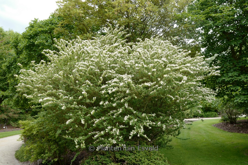 Ligustrum sinense ‚Eugene Clive‘