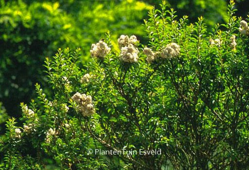 Ligustrum sinense ‚Wimbei‘