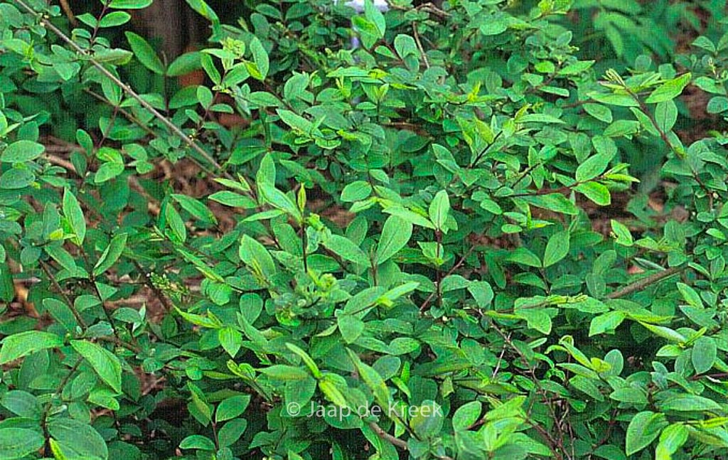 Ligustrum tschonoskii