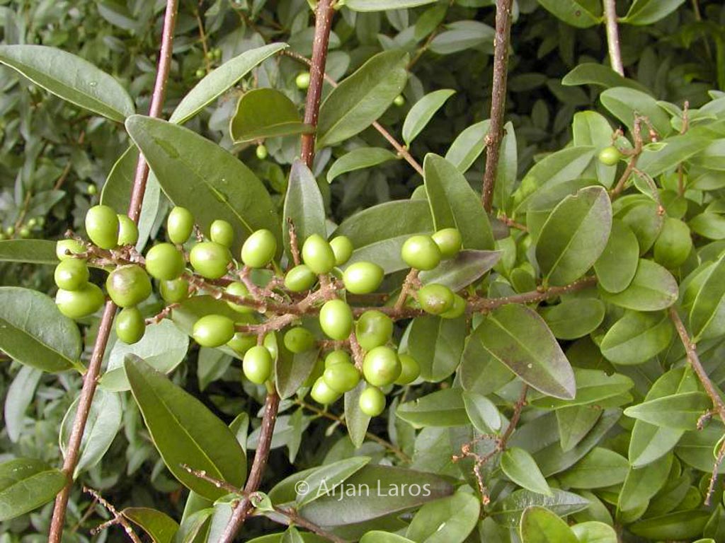 Ligustrum vulgare ‚Atrovirens‘