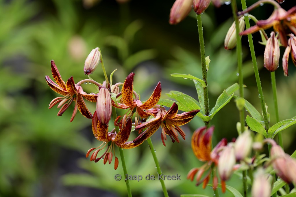 Lilium ‚Arabian Night‘
