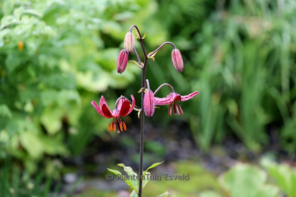 Lilium ‚Claude Shride‘
