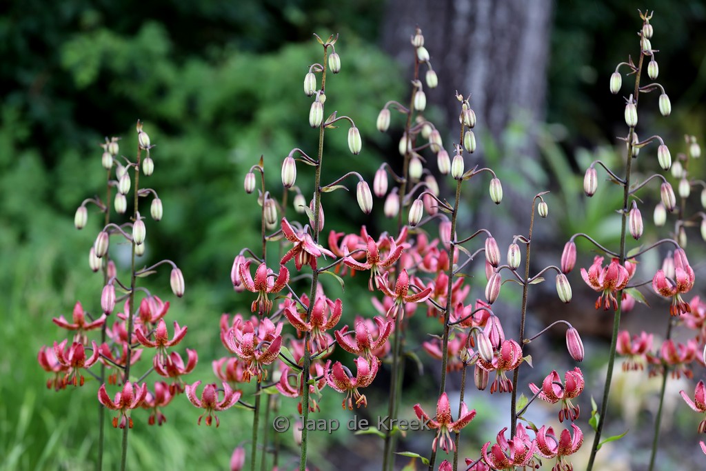 Lilium ‚Manitoba Morning‘