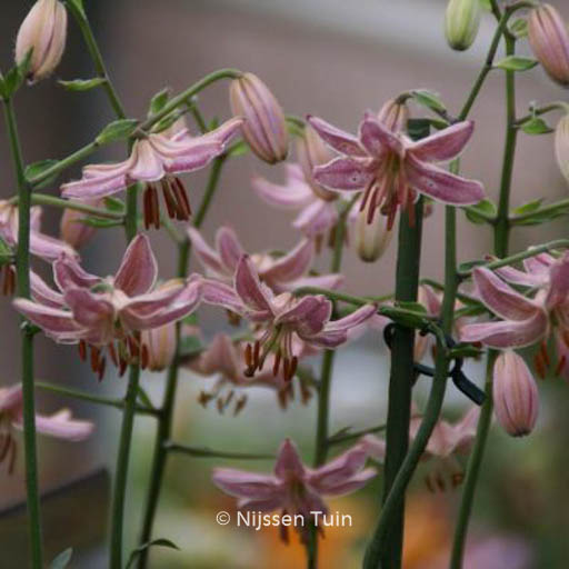 Lilium ‚Pink Morning‘