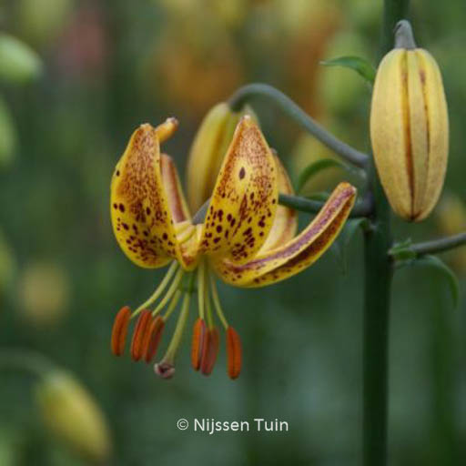 Lilium ‚Sunny Morning‘