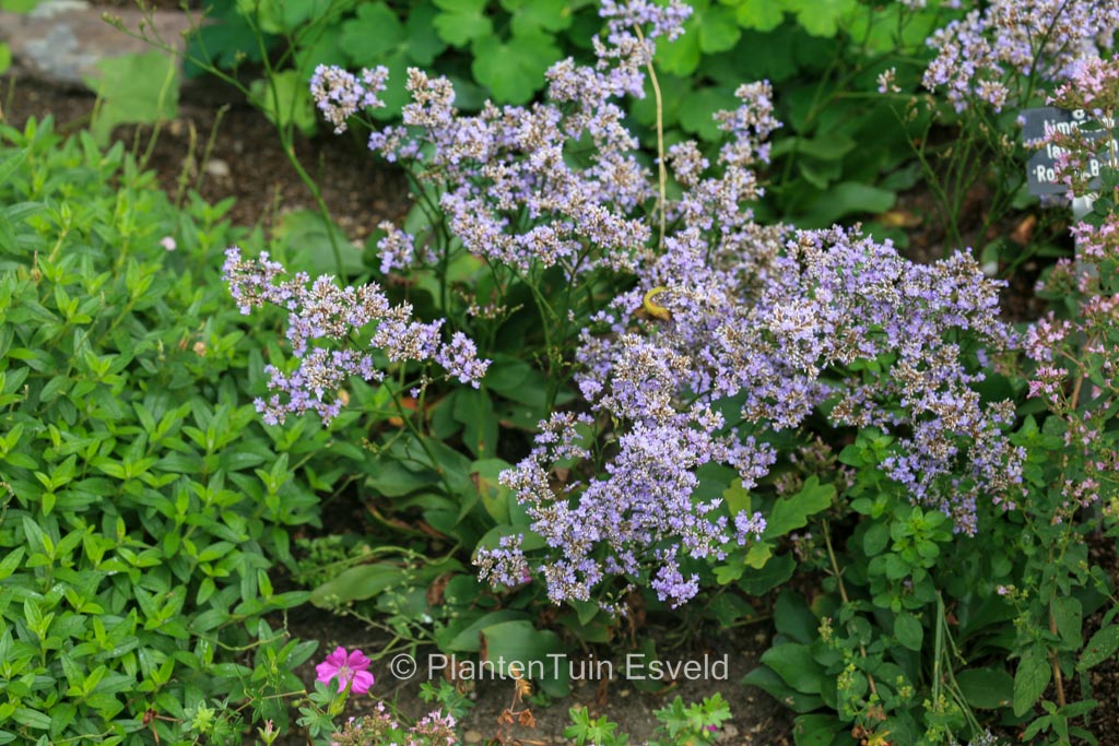 Limonium latifolium ‚The Butler‘