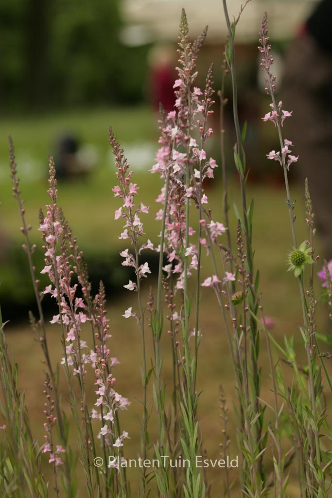 Linaria purpurea ‚Canon J. Went‘