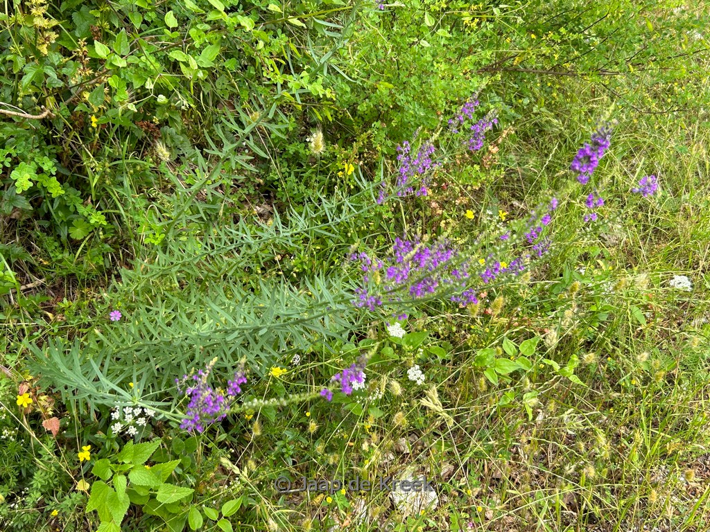 Linaria purpurea