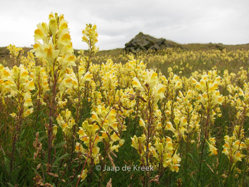 Linaria vulgaris