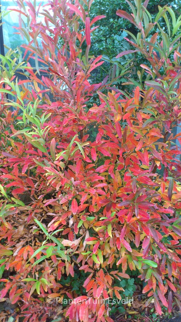 Lindera angustifolia