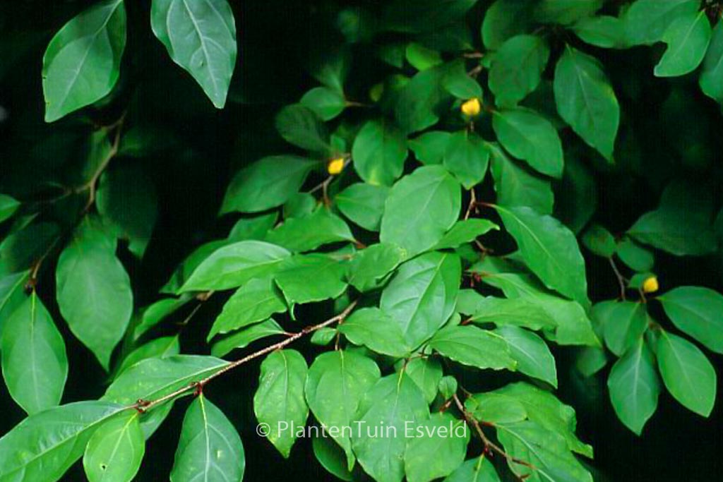 Lindera praecox