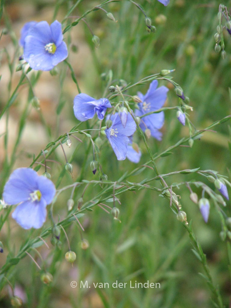 Linum perenne ‚Saphir‘