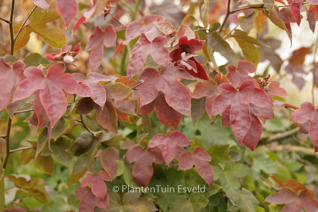 Liquidambar formosana ‚Ellen‘