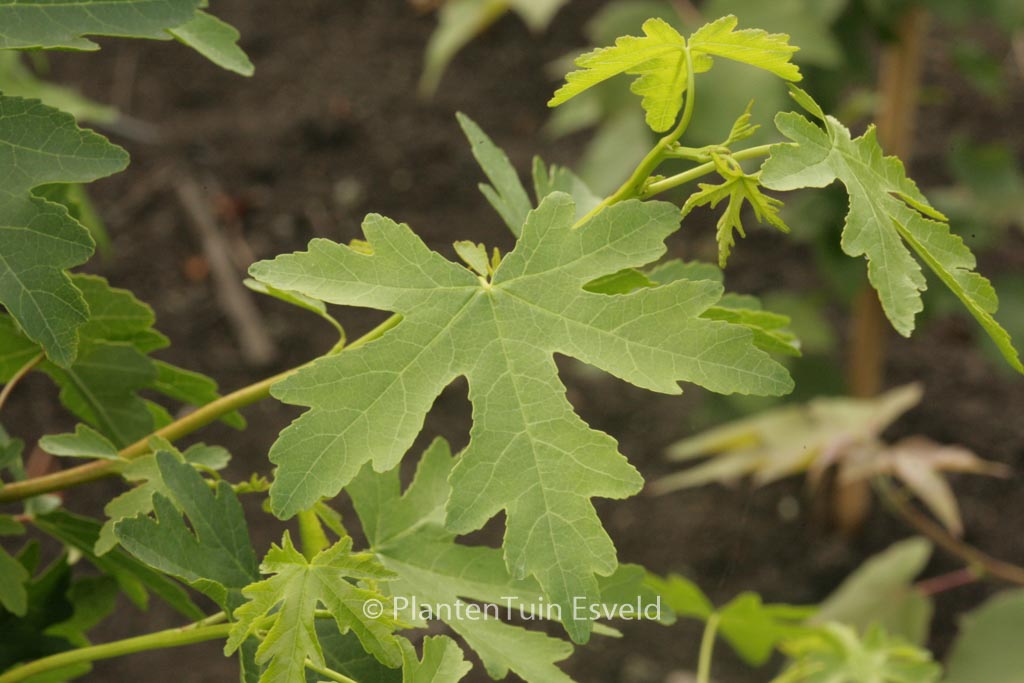 Liquidambar orientalis ‚M. Foster‘