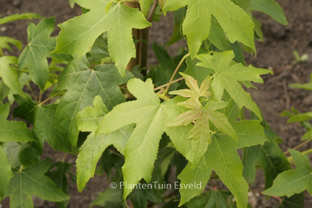 Liquidambar styraciflua ‚Autumn Color Globe‘