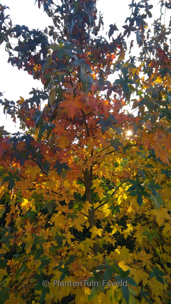Liquidambar styraciflua ‚Black Parking‘