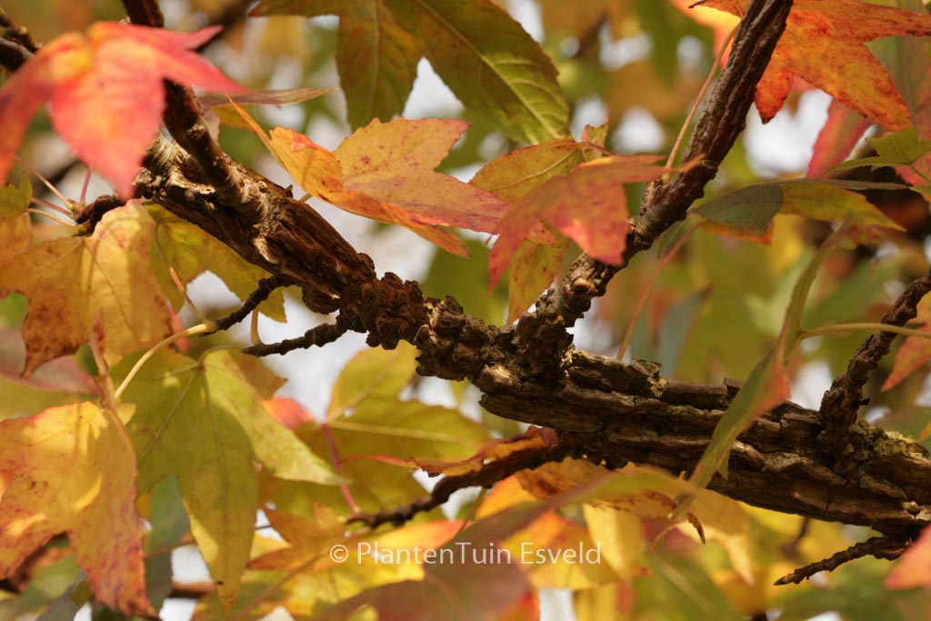 Liquidambar styraciflua ‚Canton‘