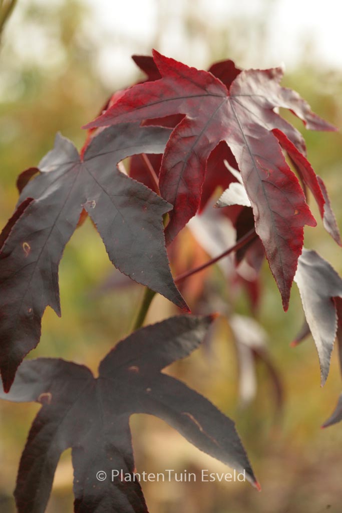 Liquidambar styraciflua ‚Dark Autumn‘