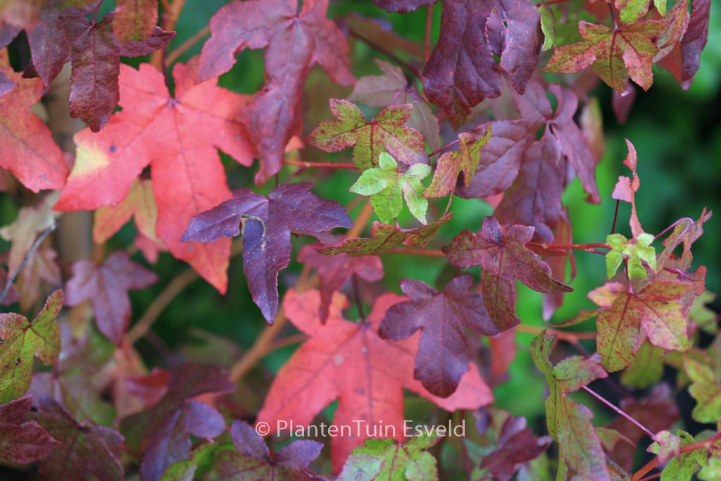 Liquidambar styraciflua ‚Golden Sun‘